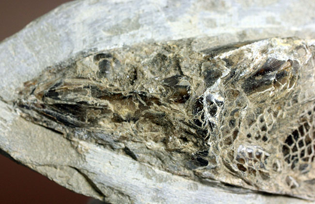 鱗の保存状態にご注目！白亜紀の絶滅古代魚ラコレピスの全身化石