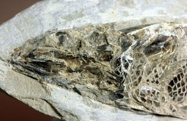 鱗の保存状態にご注目！白亜紀の絶滅古代魚ラコレピスの全身化石。（その5）