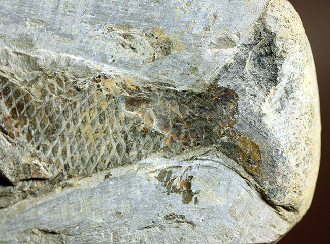 鱗の保存状態にご注目！白亜紀の絶滅古代魚ラコレピスの全身化石。（その7）
