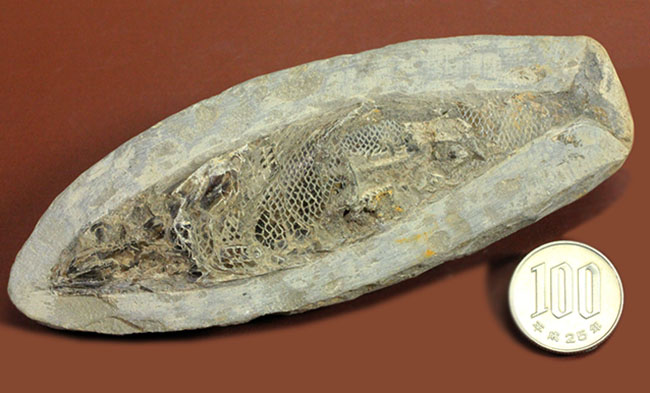鱗の保存状態にご注目！白亜紀の絶滅古代魚ラコレピスの全身化石。（その9）