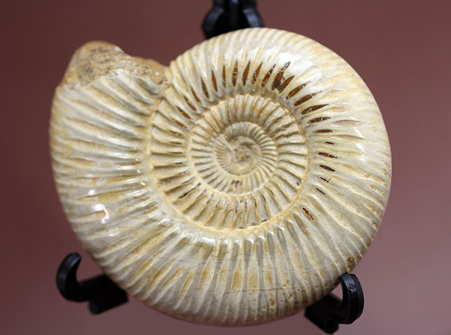 ジュラ紀後期の示準化石、マダガスカル産のアンモナイト、ペリスフィンクテスの上質標本（その1）