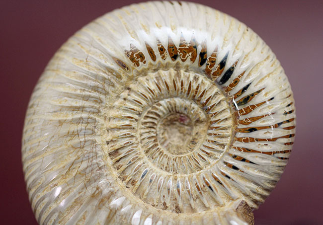 ジュラ紀後期の示準化石、マダガスカル産のアンモナイト、ペリス