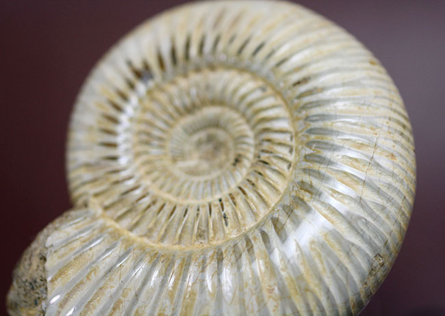 ジュラ紀 アンモナイト マダガスカル産 形状お任せ マダガスカル産 アンモナイト 1個 ジュラ紀 化石