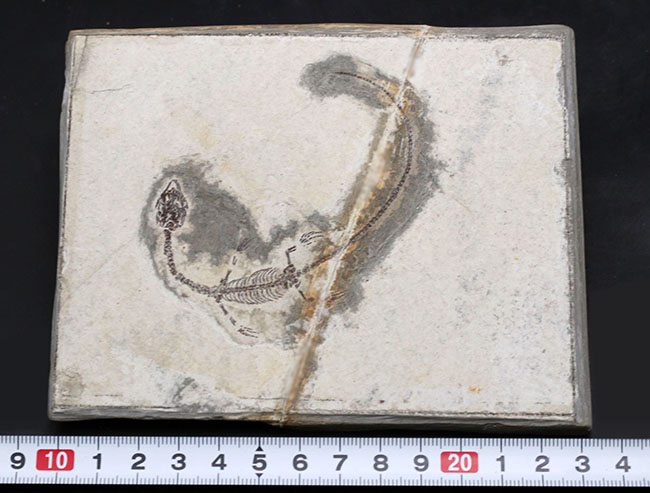 現在のところ、最後の在庫品となります。ミニドラゴンこと、ヒファロサウルス(Hyphalosaurus lingyuanensis)の全身化石(その10)