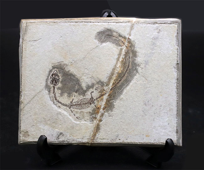 現在のところ、最後の在庫品となります。ミニドラゴンこと、ヒファロサウルス(Hyphalosaurus lingyuanensis)の全身化石(その2)