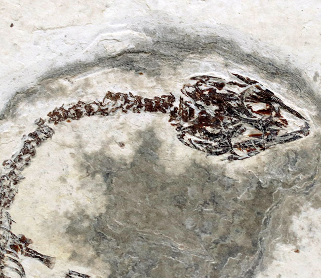 現在のところ、最後の在庫品となります。ミニドラゴンこと、ヒファロサウルス(Hyphalosaurus lingyuanensis)の全身化石(その3)