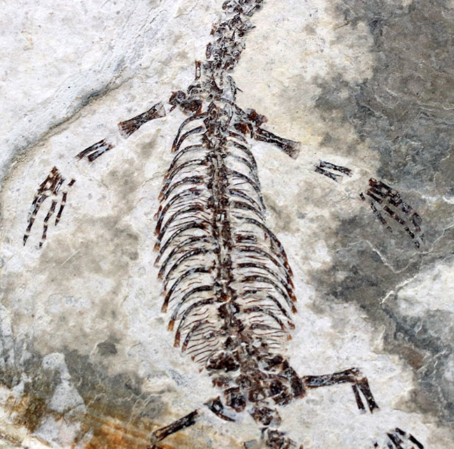 現在のところ、最後の在庫品となります。ミニドラゴンこと、ヒファロサウルス（Hyphalosaurus lingyuanensis）の全身化石（その4）