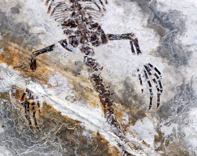 現在のところ、最後の在庫品となります。ミニドラゴンこと、ヒファロサウルス(Hyphalosaurus lingyuanensis)の全身化石(その5)