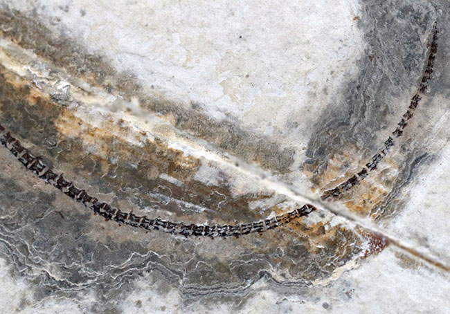 現在のところ、最後の在庫品となります。ミニドラゴンこと、ヒファロサウルス(Hyphalosaurus lingyuanensis)の全身化石(その6)