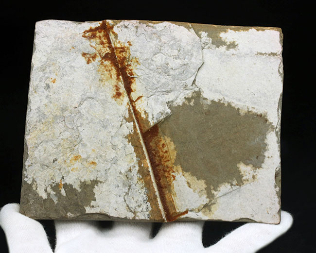 現在のところ、最後の在庫品となります。ミニドラゴンこと、ヒファロサウルス(Hyphalosaurus lingyuanensis)の全身化石(その8)