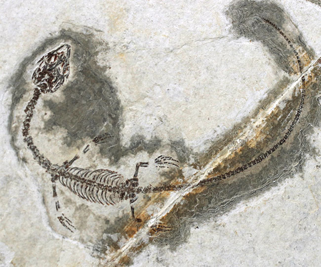 現在のところ、最後の在庫品となります。ミニドラゴンこと、ヒファロサウルス(Hyphalosaurus lingyuanensis)の全身化石(その9)