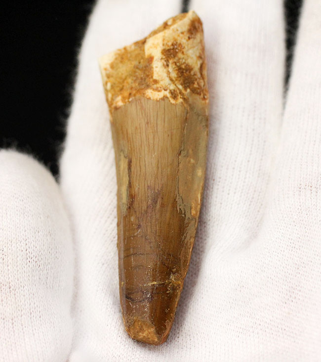 100%ナチュラル、エナメル質の美しい光沢をご覧あれ!スピノサウルス(Spinosaurus)の歯化石(その10)