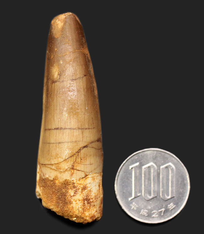 100%ナチュラル、エナメル質の美しい光沢をご覧あれ!スピノサウルス(Spinosaurus)の歯化石(その11)