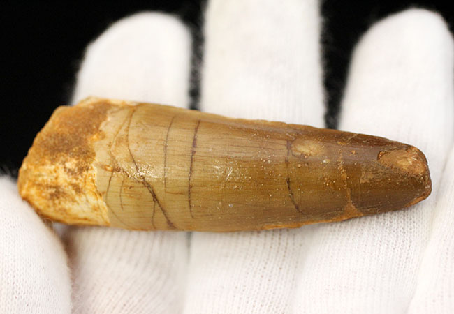 100%ナチュラル、エナメル質の美しい光沢をご覧あれ!スピノサウルス(Spinosaurus)の歯化石(その2)