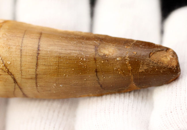 100%ナチュラル、エナメル質の美しい光沢をご覧あれ!スピノサウルス(Spinosaurus)の歯化石(その3)