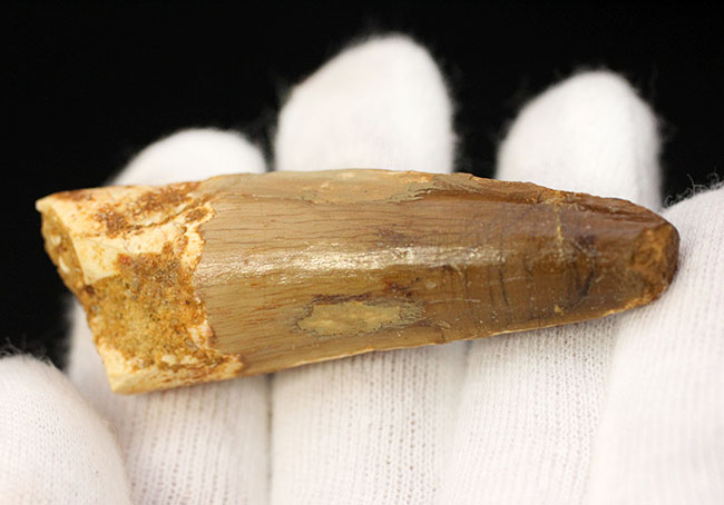 100%ナチュラル、エナメル質の美しい光沢をご覧あれ!スピノサウルス(Spinosaurus)の歯化石(その5)