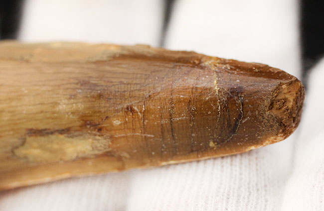 100%ナチュラル、エナメル質の美しい光沢をご覧あれ!スピノサウルス(Spinosaurus)の歯化石(その6)