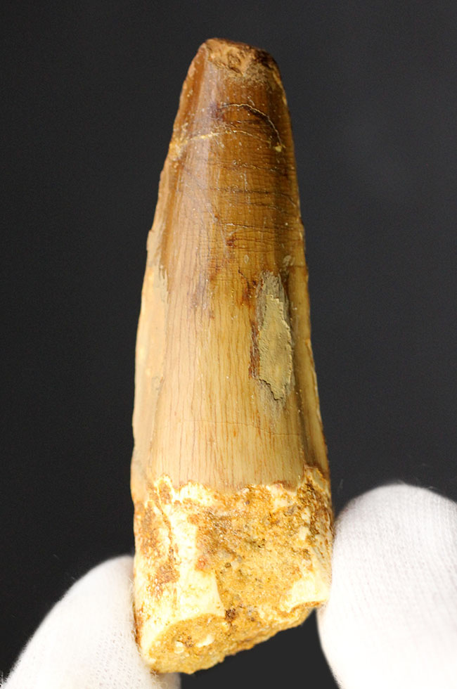 100%ナチュラル、エナメル質の美しい光沢をご覧あれ!スピノサウルス(Spinosaurus)の歯化石(その8)