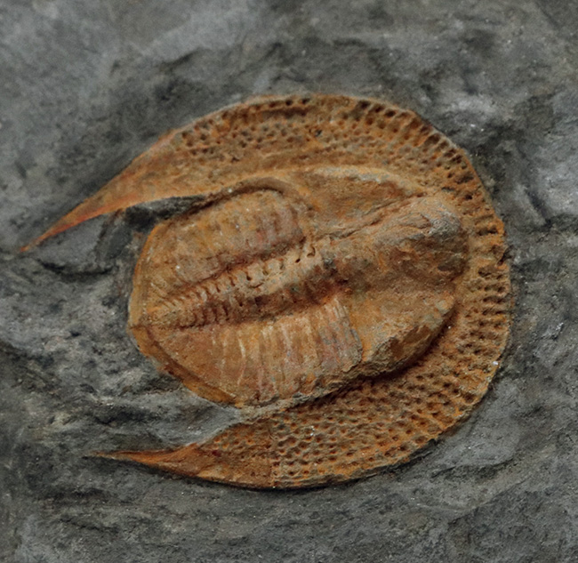 まれに見る上質個体！ハットを被った三葉虫！縁部の多数の孔が印象的なデクリボリサス（Declivolithus）（その1）