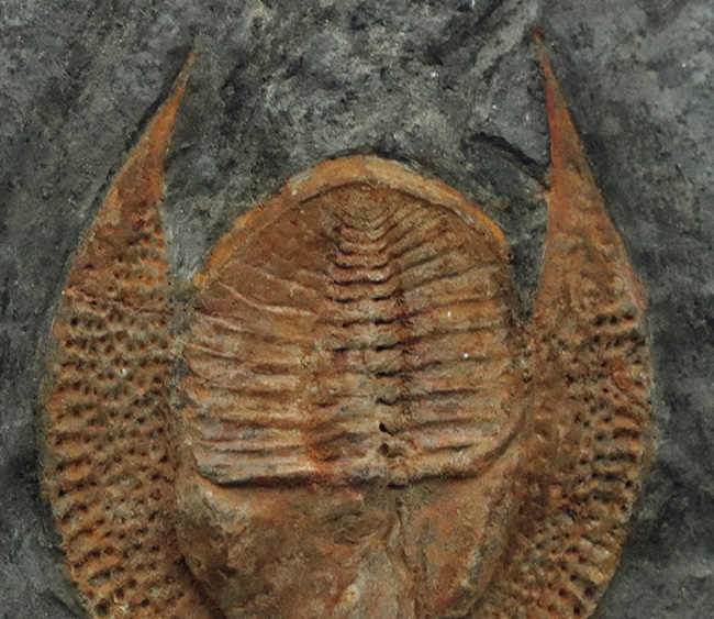 まれに見る上質個体！ハットを被った三葉虫！縁部の多数の孔が印象的なデクリボリサス（Declivolithus）（その6）