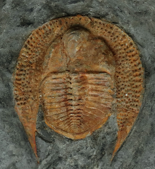 まれに見る上質個体！ハットを被った三葉虫！縁部の多数の孔が印象的なデクリボリサス（Declivolithus）（その9）