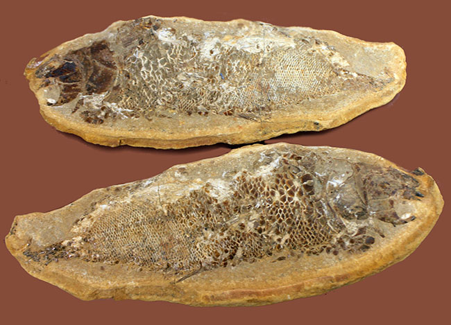 タッリアス属と思しき、およそ１億年以上前の古代魚のノジュール化石（ネガ・ポジ両サイドあり）（その1）