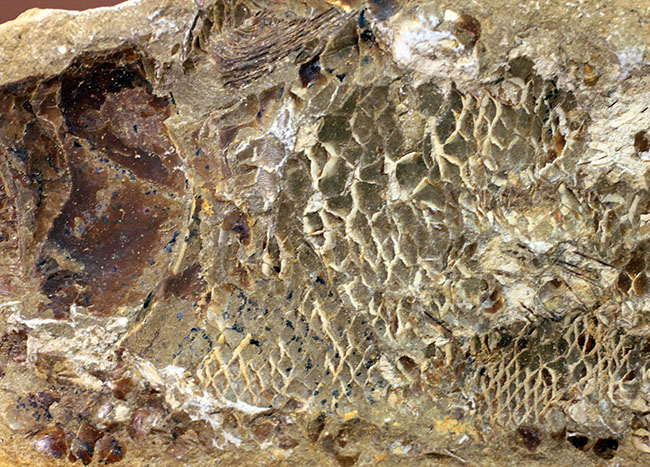 タッリアス属と思しき、およそ１億年以上前の古代魚のノジュール化石（ネガ・ポジ両サイドあり）（その10）