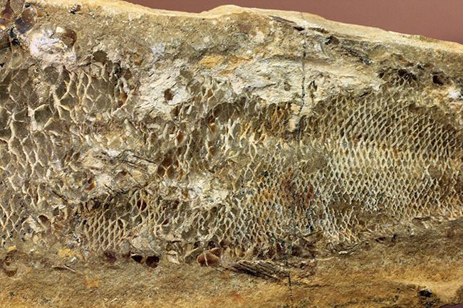 タッリアス属と思しき、およそ1億年以上前の古代魚のノジュール化石(ネガ・ポジ両サイドあり)(その11)