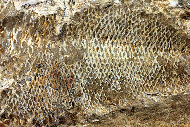 タッリアス属と思しき、およそ1億年以上前の古代魚のノジュール化石(ネガ・ポジ両サイドあり)(その12)