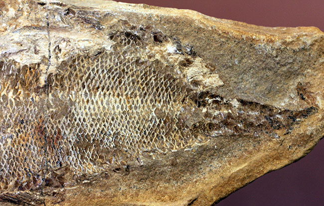 タッリアス属と思しき、およそ1億年以上前の古代魚のノジュール化石(ネガ・ポジ両サイドあり)(その13)
