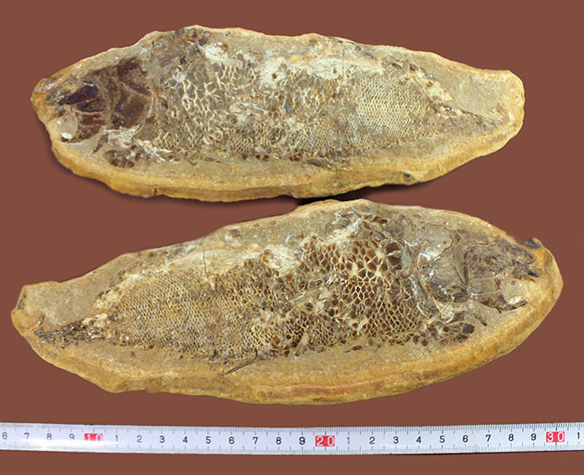 タッリアス属と思しき、およそ１億年以上前の古代魚のノジュール化石（ネガ・ポジ両サイドあり）（その14）