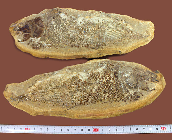 タッリアス属と思しき、およそ1億年以上前の古代魚のノジュール化石(ネガ・ポジ両サイドあり)(その14)