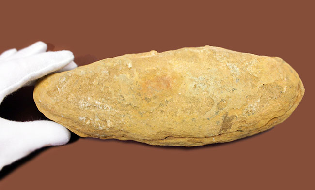 タッリアス属と思しき、およそ１億年以上前の古代魚のノジュール化石（ネガ・ポジ両サイドあり）（その15）