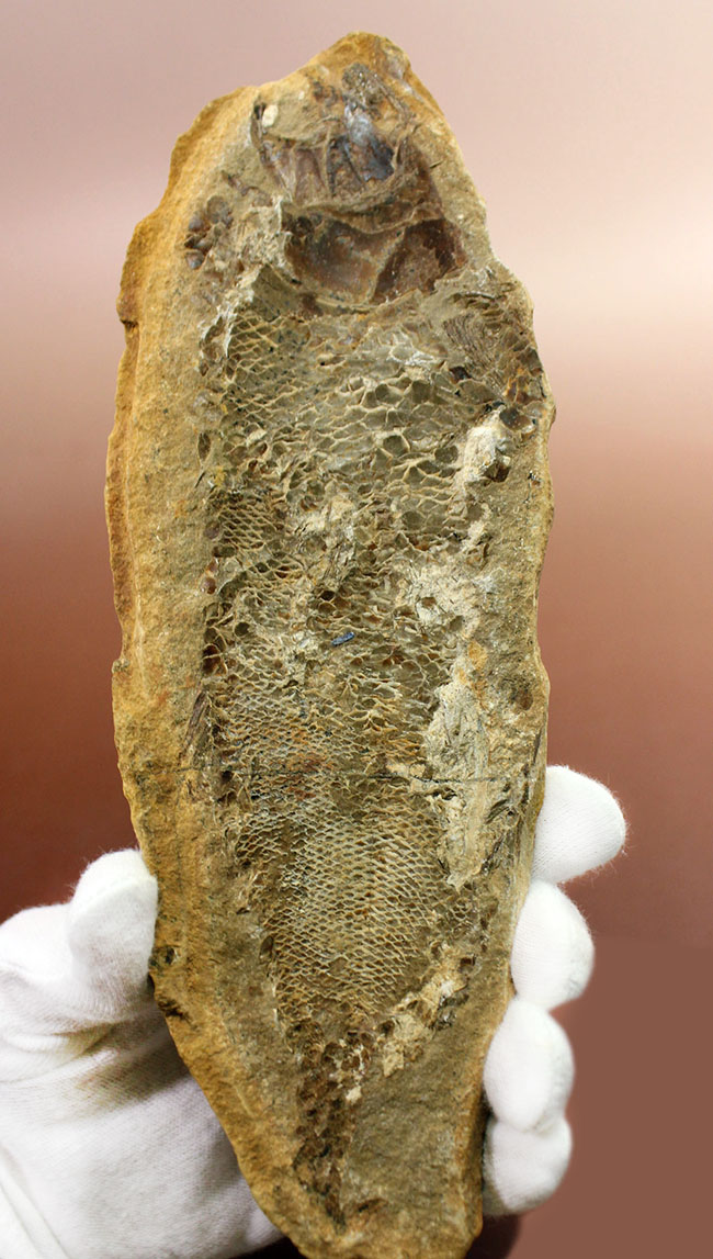 タッリアス属と思しき、およそ１億年以上前の古代魚のノジュール化石（ネガ・ポジ両サイドあり）（その2）