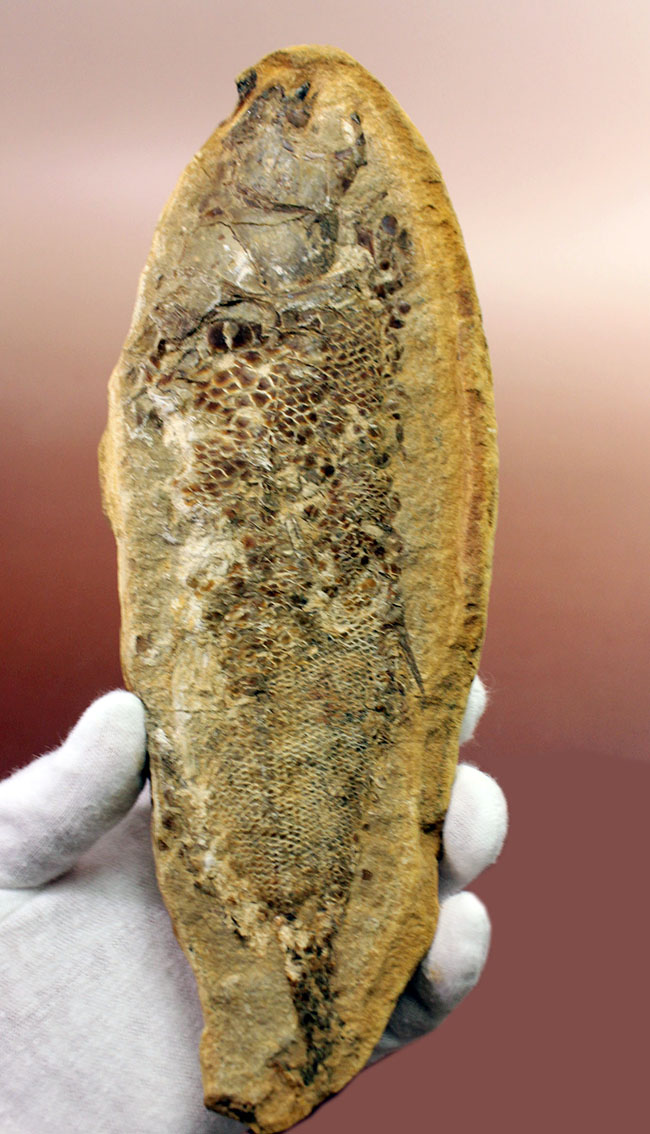 タッリアス属と思しき、およそ１億年以上前の古代魚のノジュール化石（ネガ・ポジ両サイドあり）（その3）