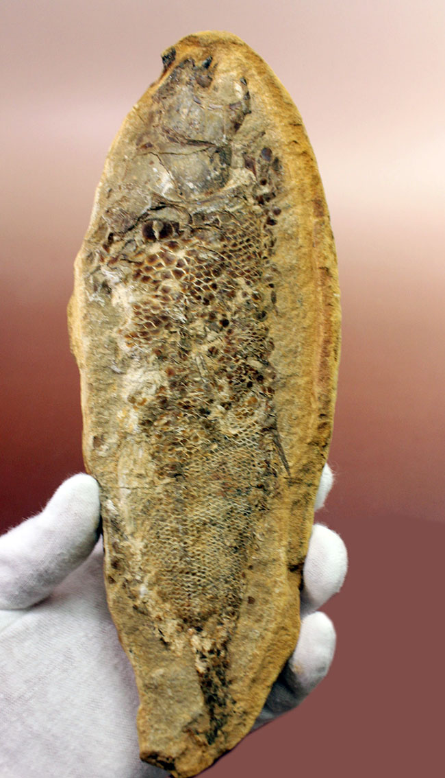 タッリアス属と思しき、およそ1億年以上前の古代魚のノジュール化石(ネガ・ポジ両サイドあり)(その3)