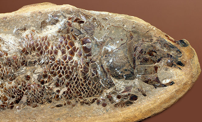 タッリアス属と思しき、およそ１億年以上前の古代魚のノジュール化石（ネガ・ポジ両サイドあり）（その4）