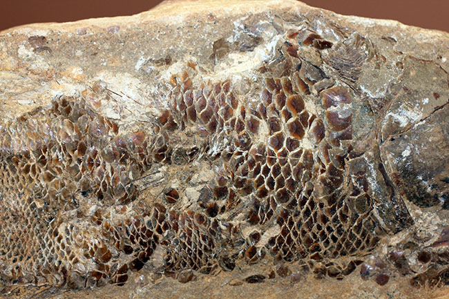 タッリアス属と思しき、およそ1億年以上前の古代魚のノジュール化石(ネガ・ポジ両サイドあり)(その5)