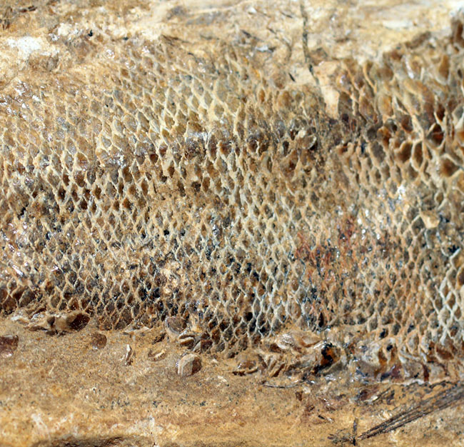 タッリアス属と思しき、およそ1億年以上前の古代魚のノジュール化石(ネガ・ポジ両サイドあり)(その6)