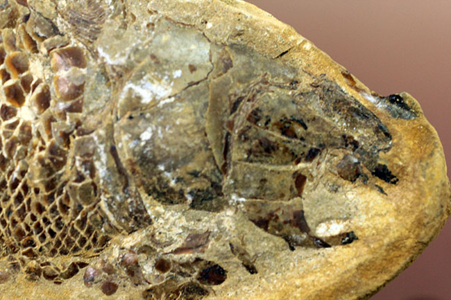 タッリアス属と思しき、およそ１億年以上前の古代魚のノジュール化石（ネガ・ポジ両サイドあり）（その7）