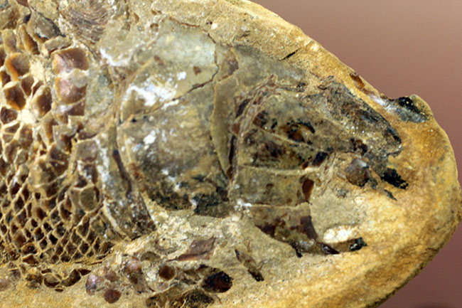 タッリアス属と思しき、およそ1億年以上前の古代魚のノジュール化石(ネガ・ポジ両サイドあり)(その7)