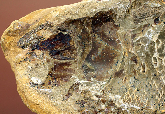 タッリアス属と思しき、およそ1億年以上前の古代魚のノジュール化石(ネガ・ポジ両サイドあり)(その9)