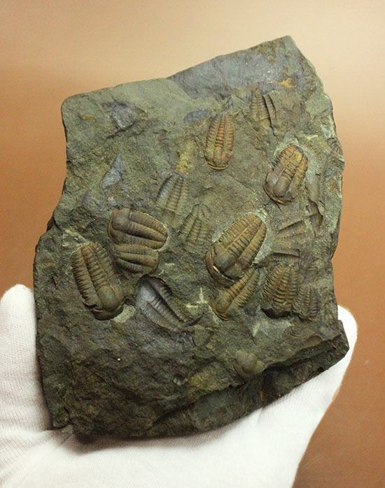 古生代カンブリア紀のチェコ産三葉虫、エリプソセファルス(Ellipsocephalus hoffi)。ネガポジ合わせて10体以上。(その1)