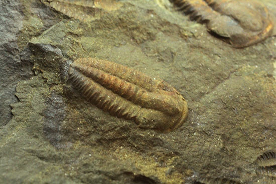 古生代カンブリア紀のチェコ産三葉虫、エリプソセファルス(Ellipsocephalus hoffi)。ネガポジ合わせて10体以上。(その10)