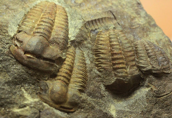 古生代カンブリア紀のチェコ産三葉虫、エリプソセファルス(Ellipsocephalus hoffi)。ネガポジ合わせて10体以上。(その11)