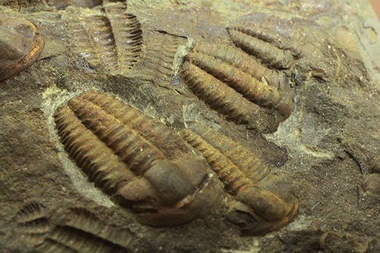 古生代カンブリア紀のチェコ産三葉虫、エリプソセファルス(Ellipsocephalus hoffi)。ネガポジ合わせて10体以上。(その14)