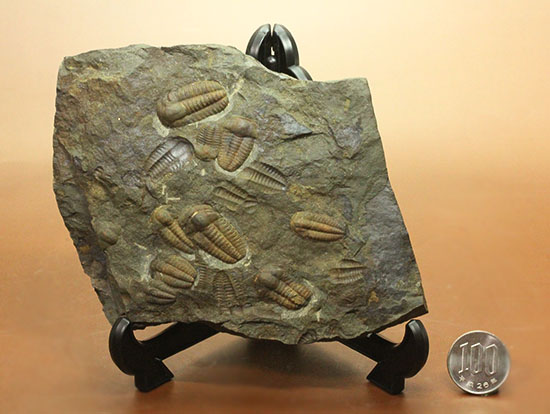 古生代カンブリア紀のチェコ産三葉虫、エリプソセファルス(Ellipsocephalus hoffi)。ネガポジ合わせて10体以上。(その15)