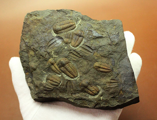 古生代カンブリア紀のチェコ産三葉虫、エリプソセファルス(Ellipsocephalus hoffi)。ネガポジ合わせて10体以上。(その2)