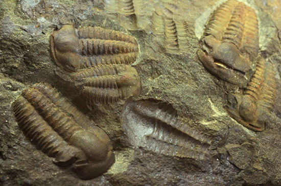 古生代カンブリア紀のチェコ産三葉虫、エリプソセファルス(Ellipsocephalus hoffi)。ネガポジ合わせて10体以上。(その3)