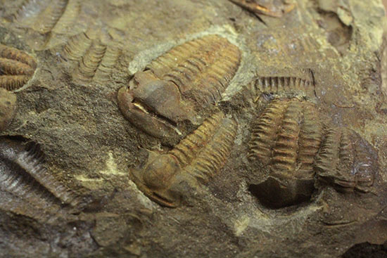 古生代カンブリア紀のチェコ産三葉虫、エリプソセファルス(Ellipsocephalus hoffi)。ネガポジ合わせて10体以上。(その4)